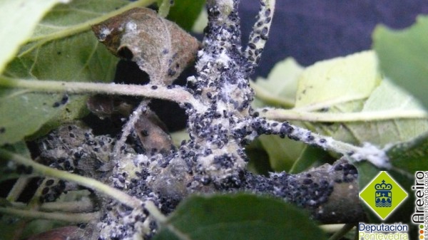Pulgon lanigero - Wooly aphid - Peral lanixero >> Colonia de pulgon lanigero fuertemente parasitada.jpg